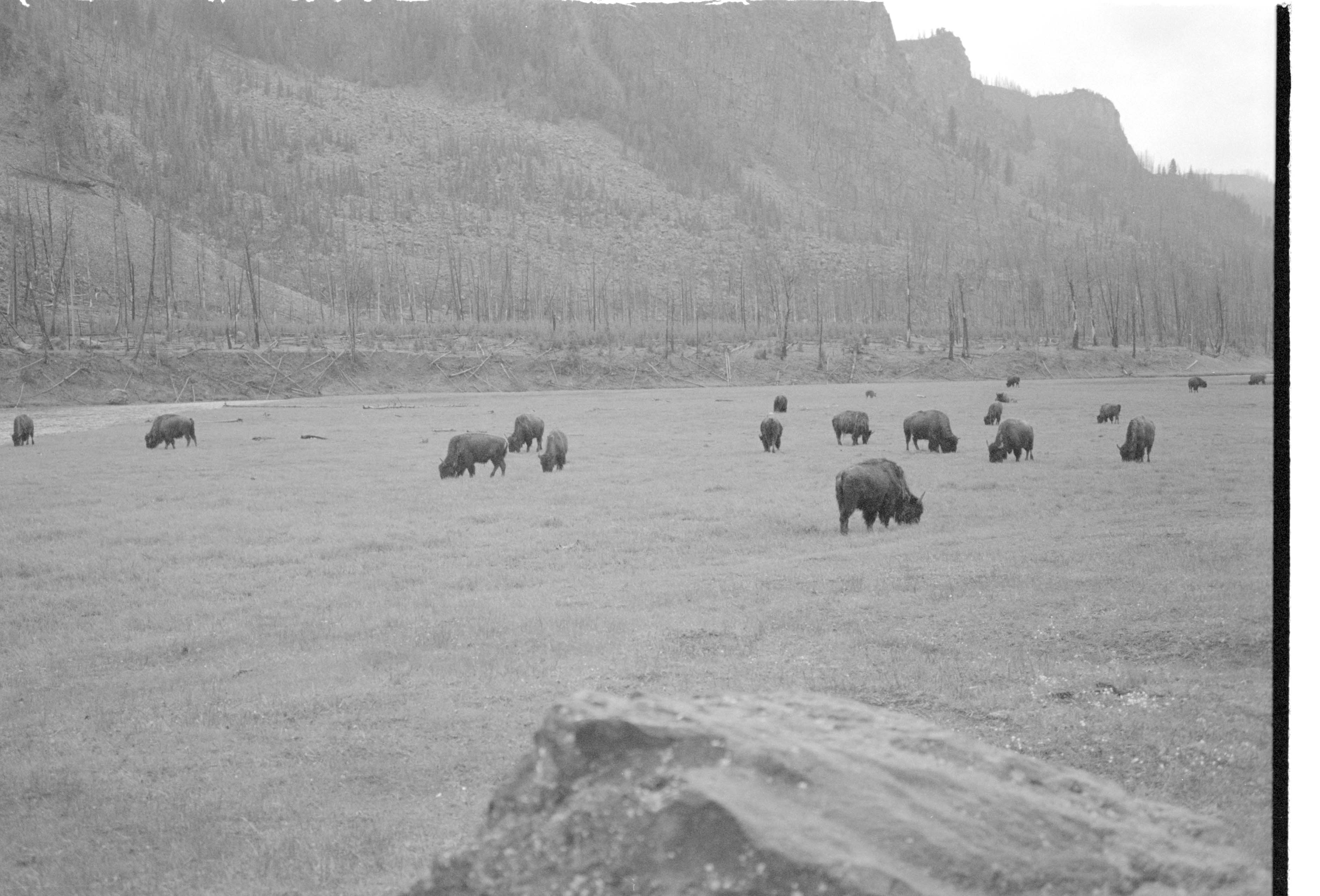 000612 F02 Madison Area Bison