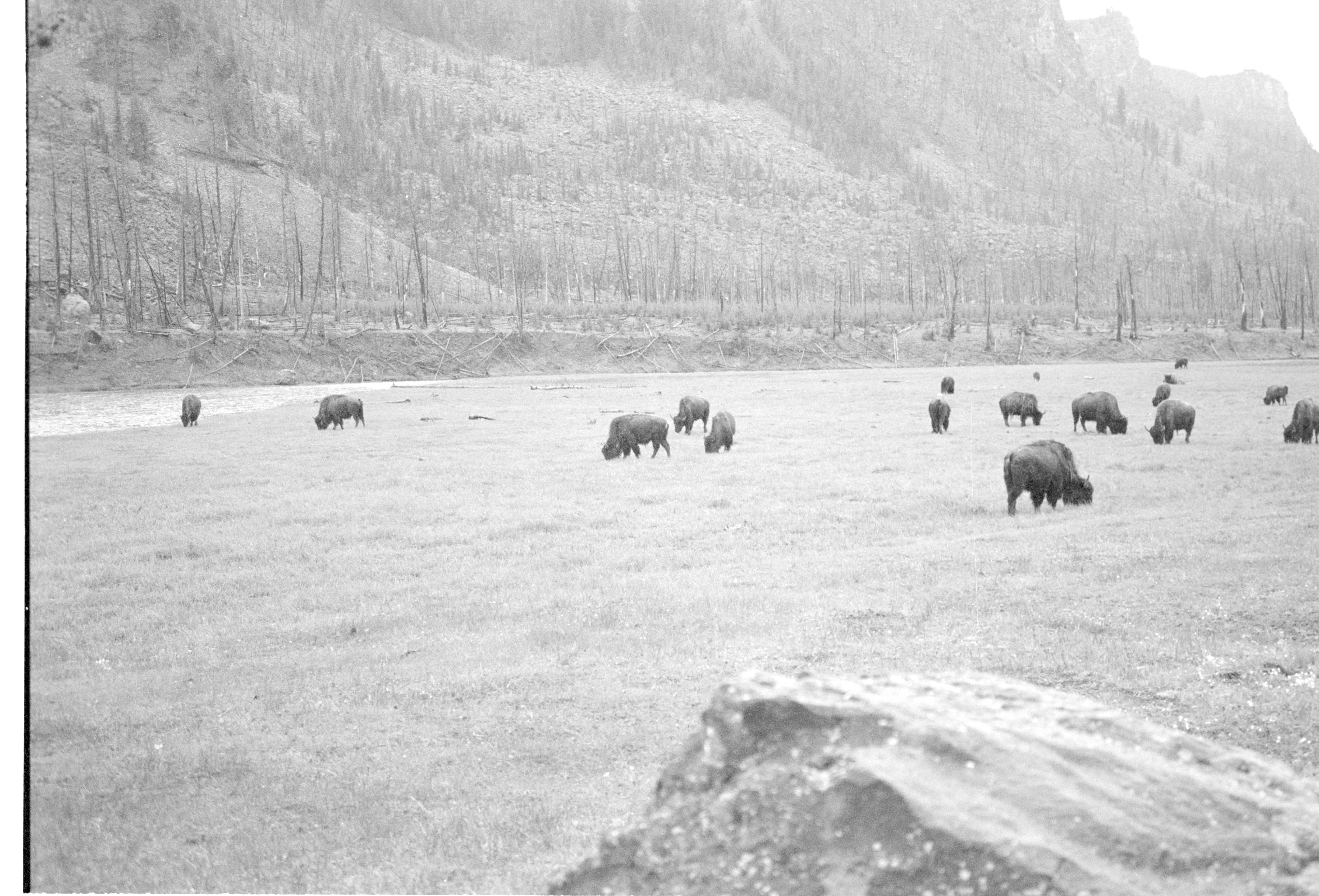 000612 F03 Madison Area Bison