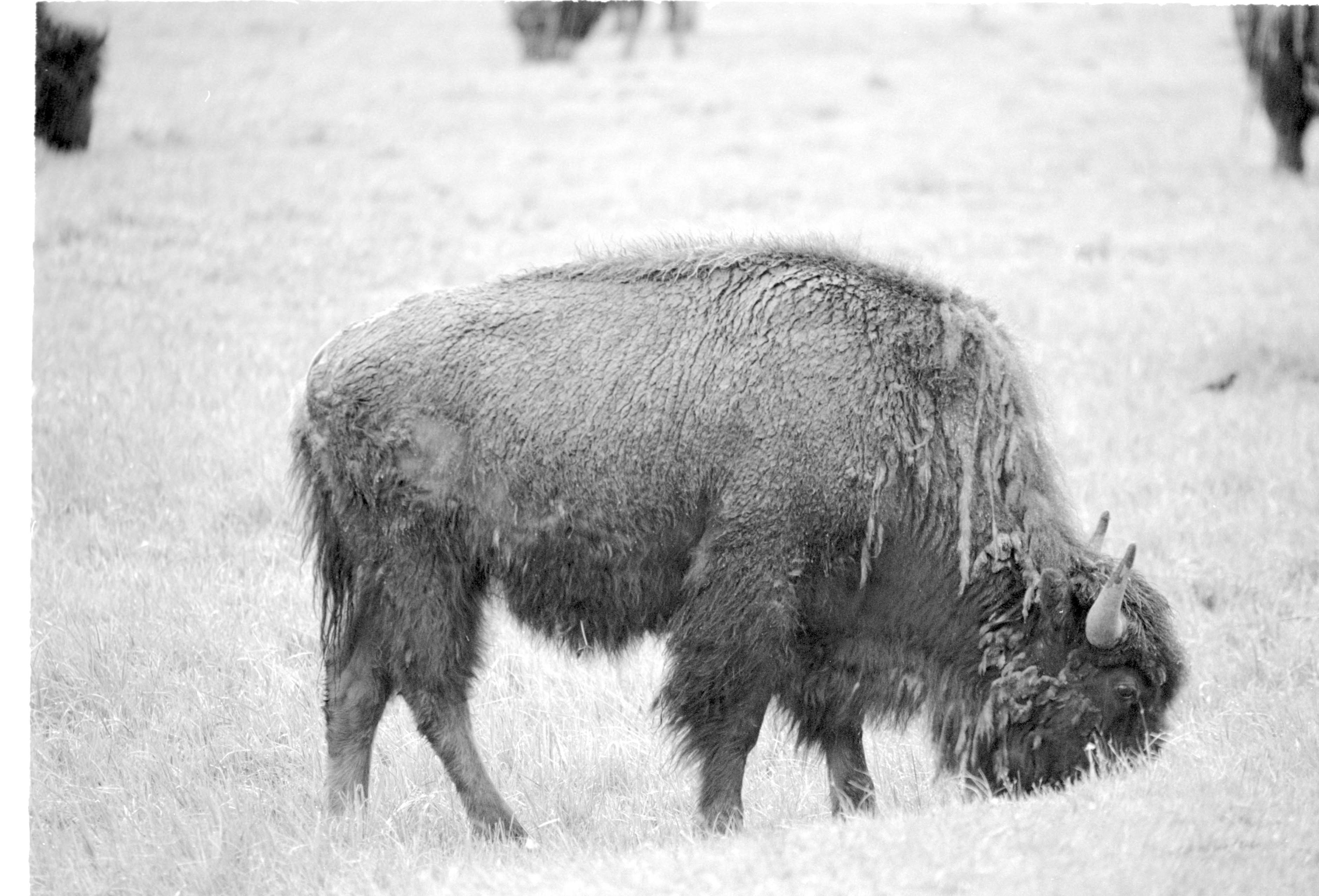000612 F05 Madison Area Bison