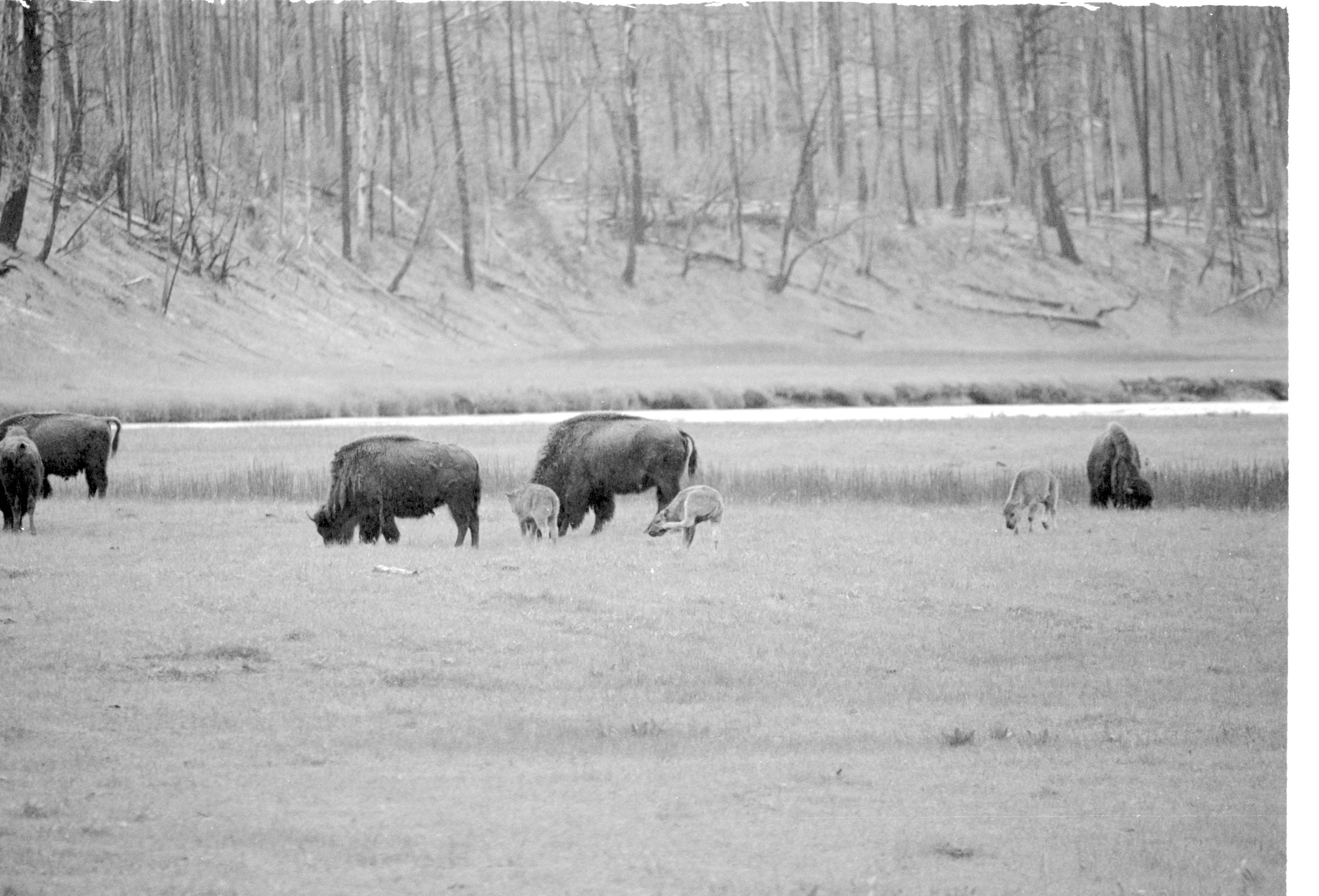 000612 F06 Madison Area Bison