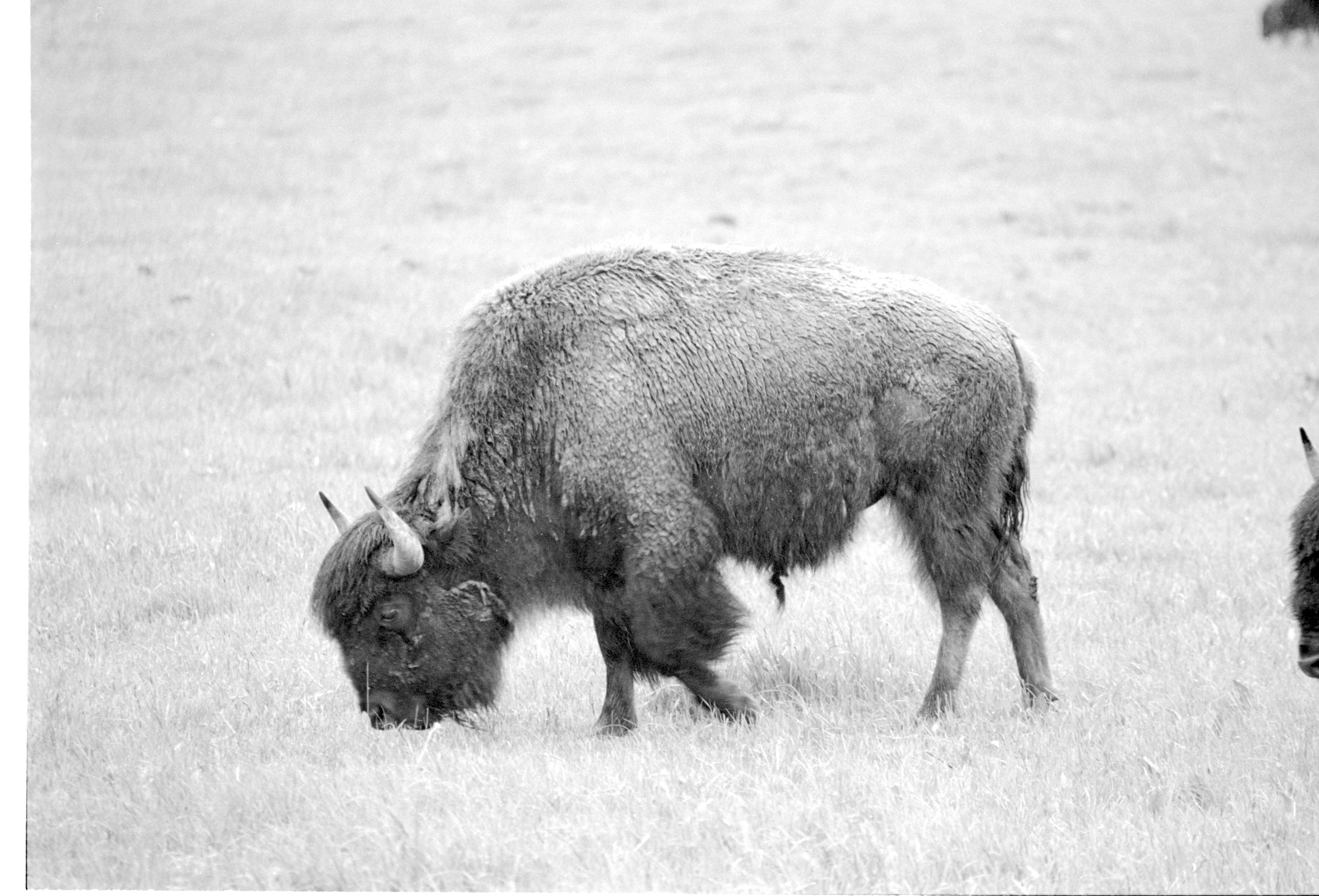 000612 F07 Madison Area Bison