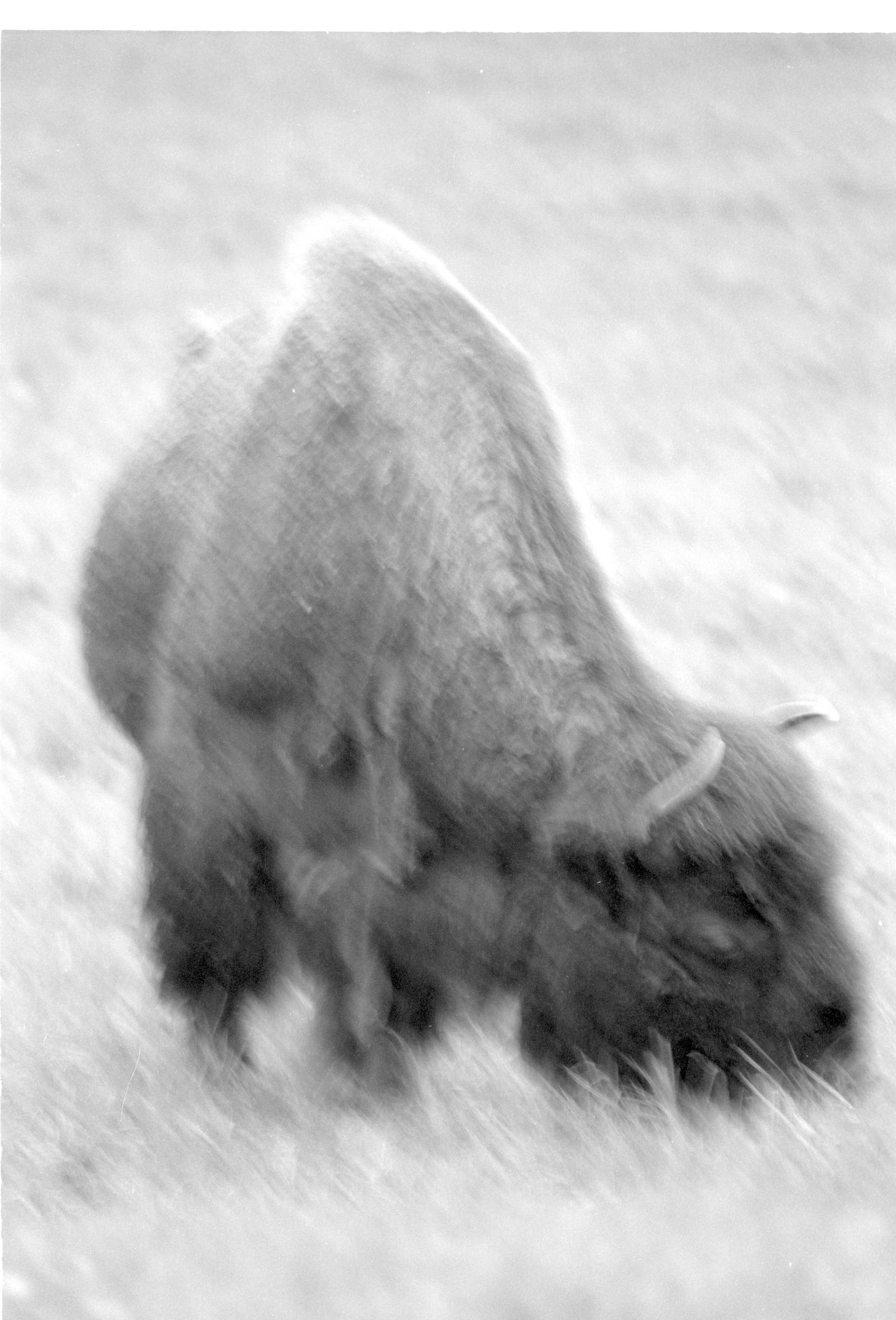 000612 G10 Madison Area Bison