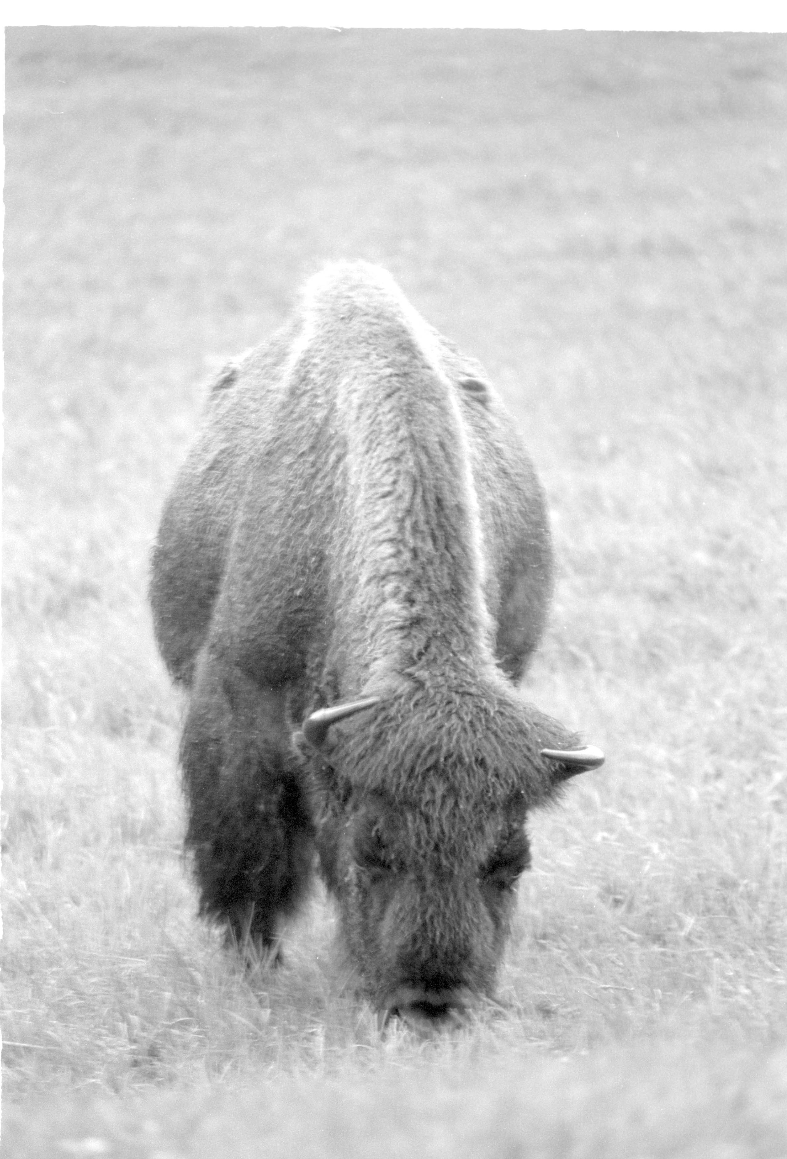 000612 G11 Madison Area Bison