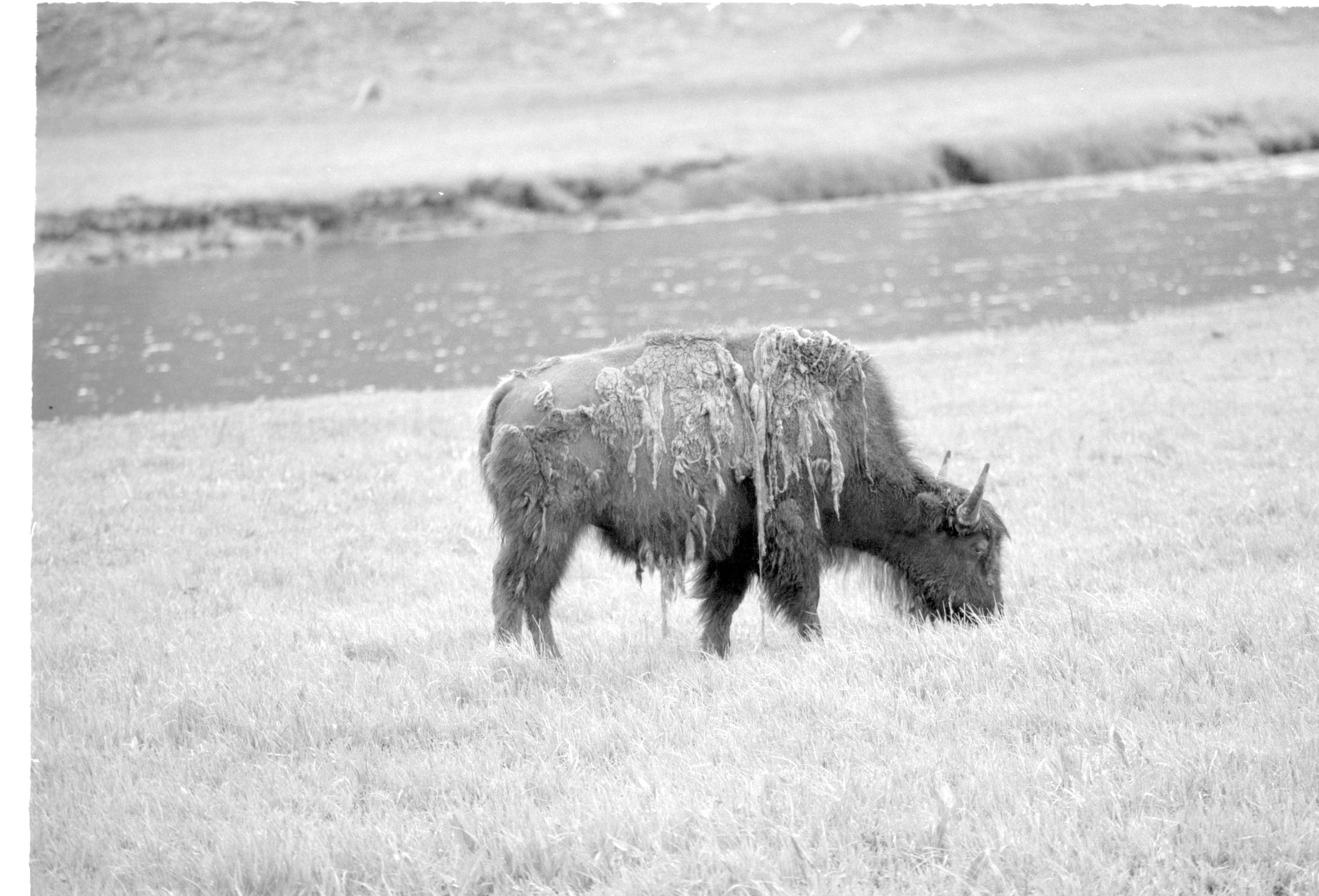 000612 G15 Madison Area Bison