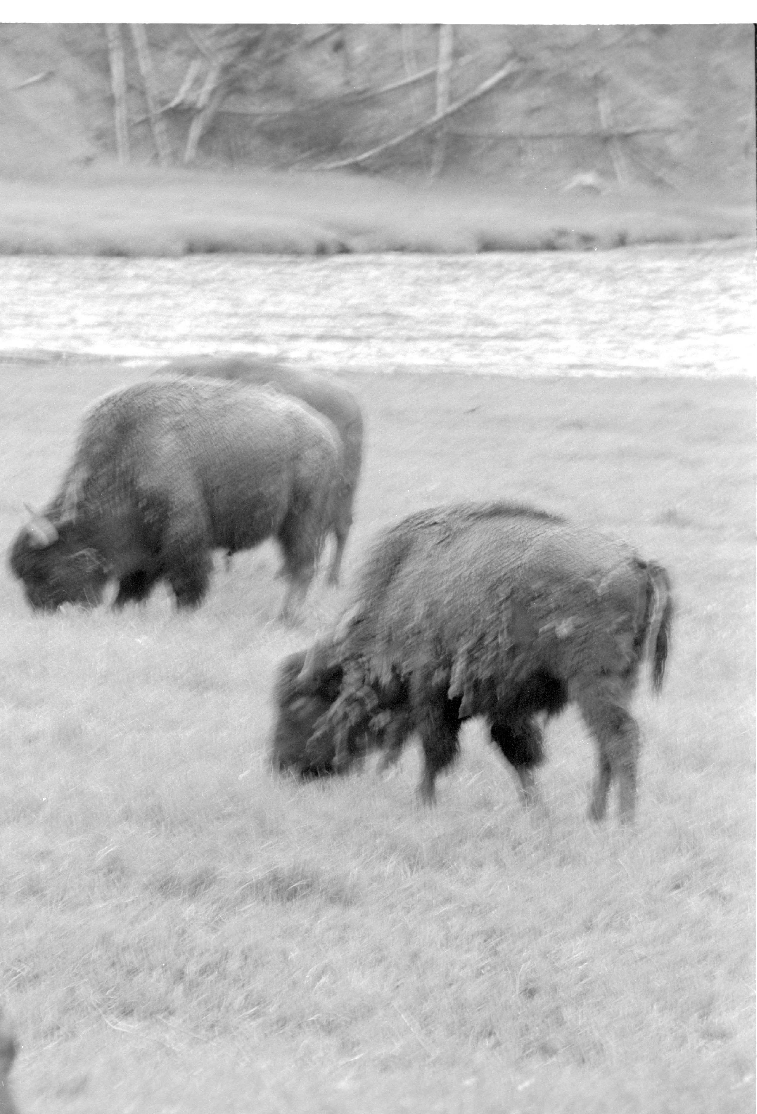 000612 G17 Madison Area Bison