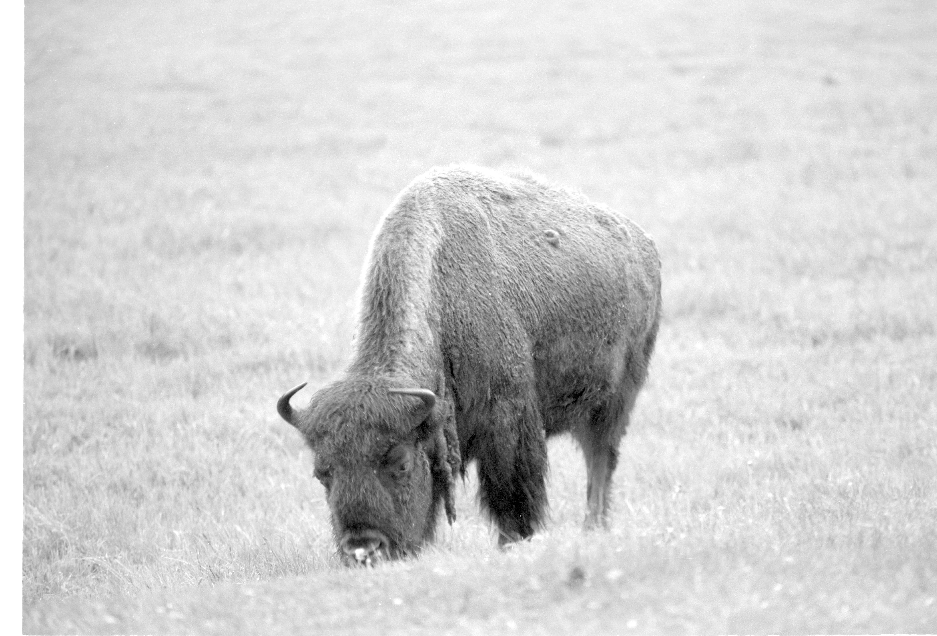 000612 G18 Madison Area Bison