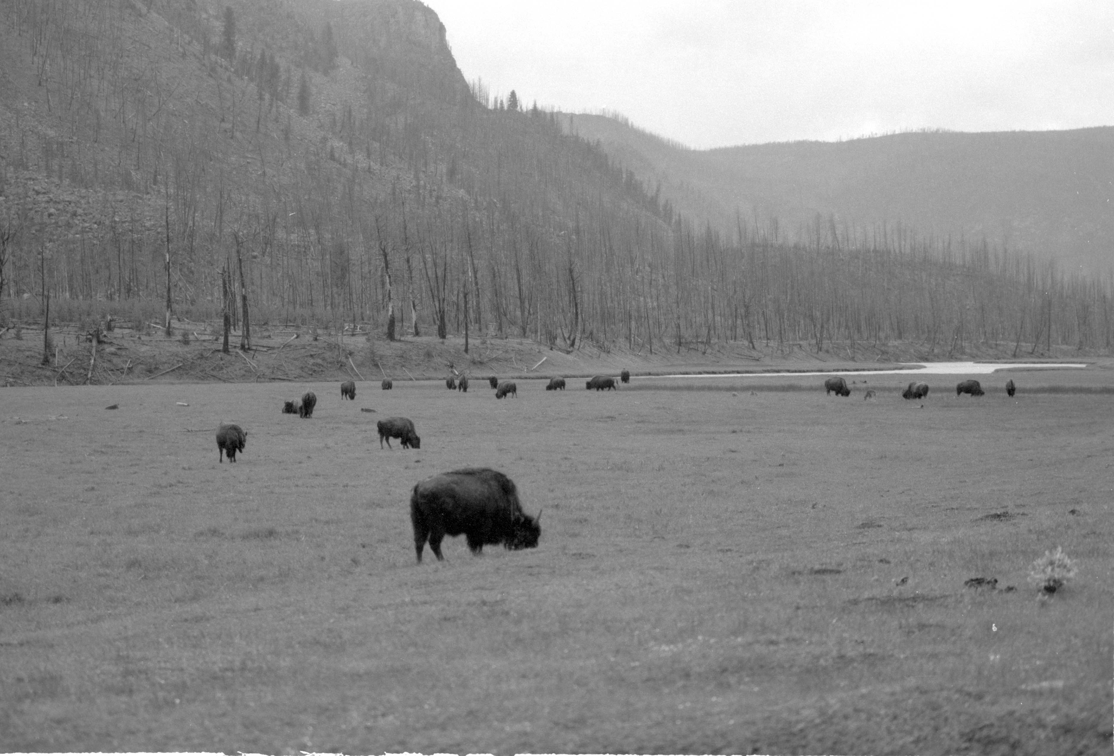 000612 G20 Madison Area Bison