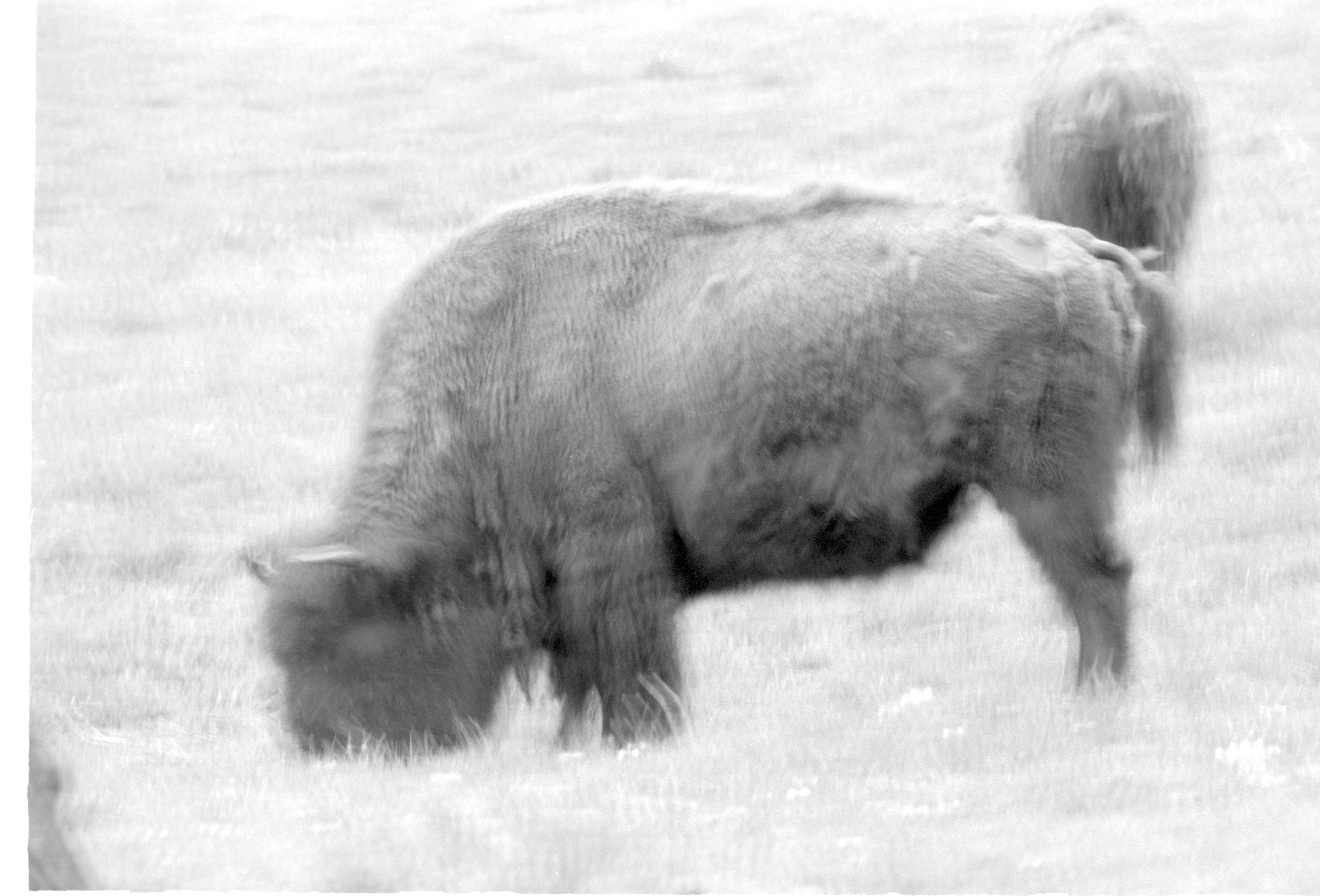 000612 G23 Madison Area Bison