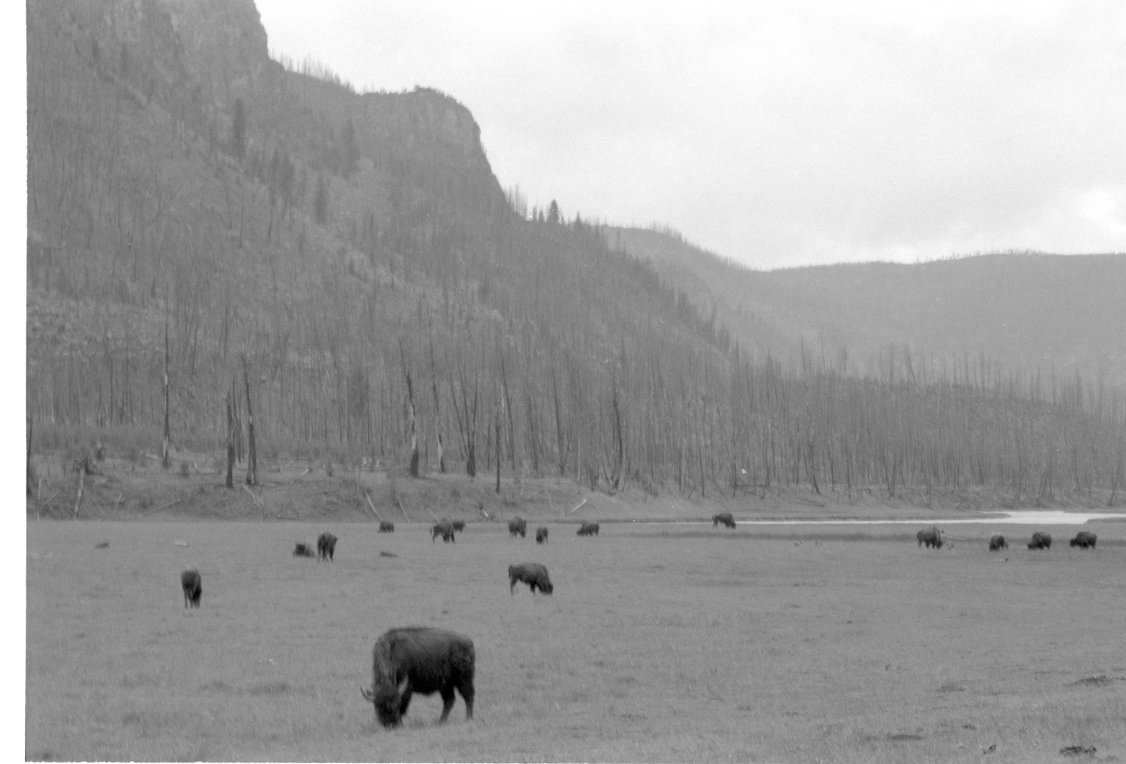 000612 G25 Madison Area Bison