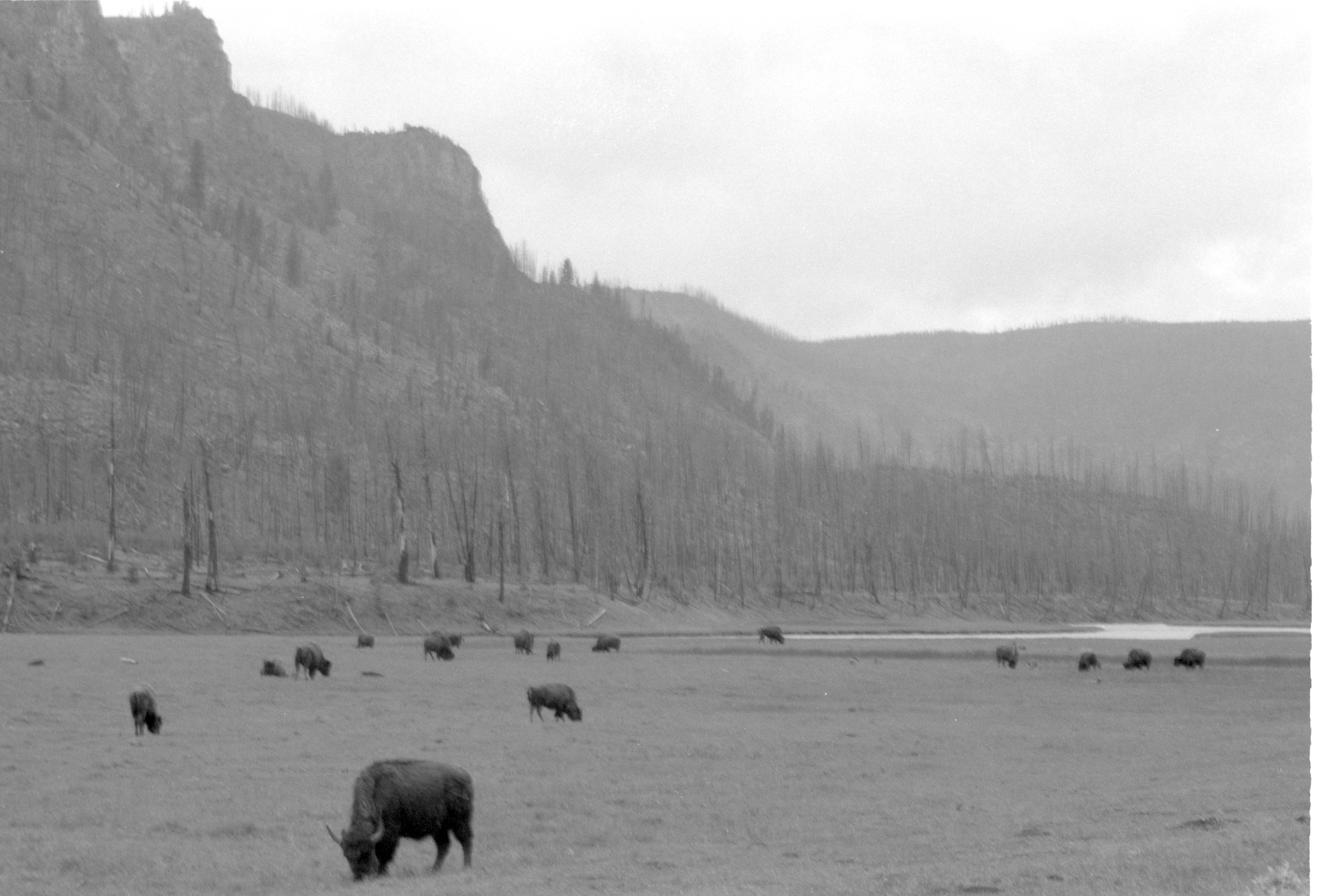 000612 G26 Madison Area Bison