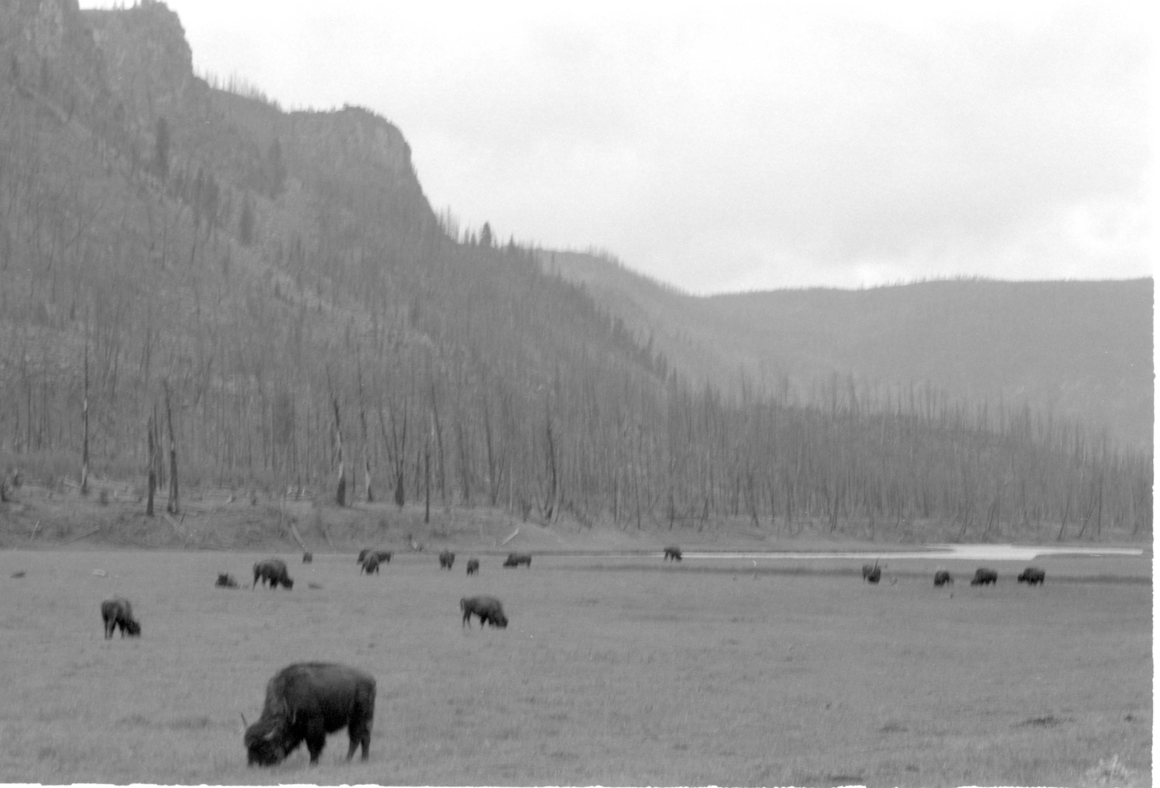 000612 G27 Madison Area Bison