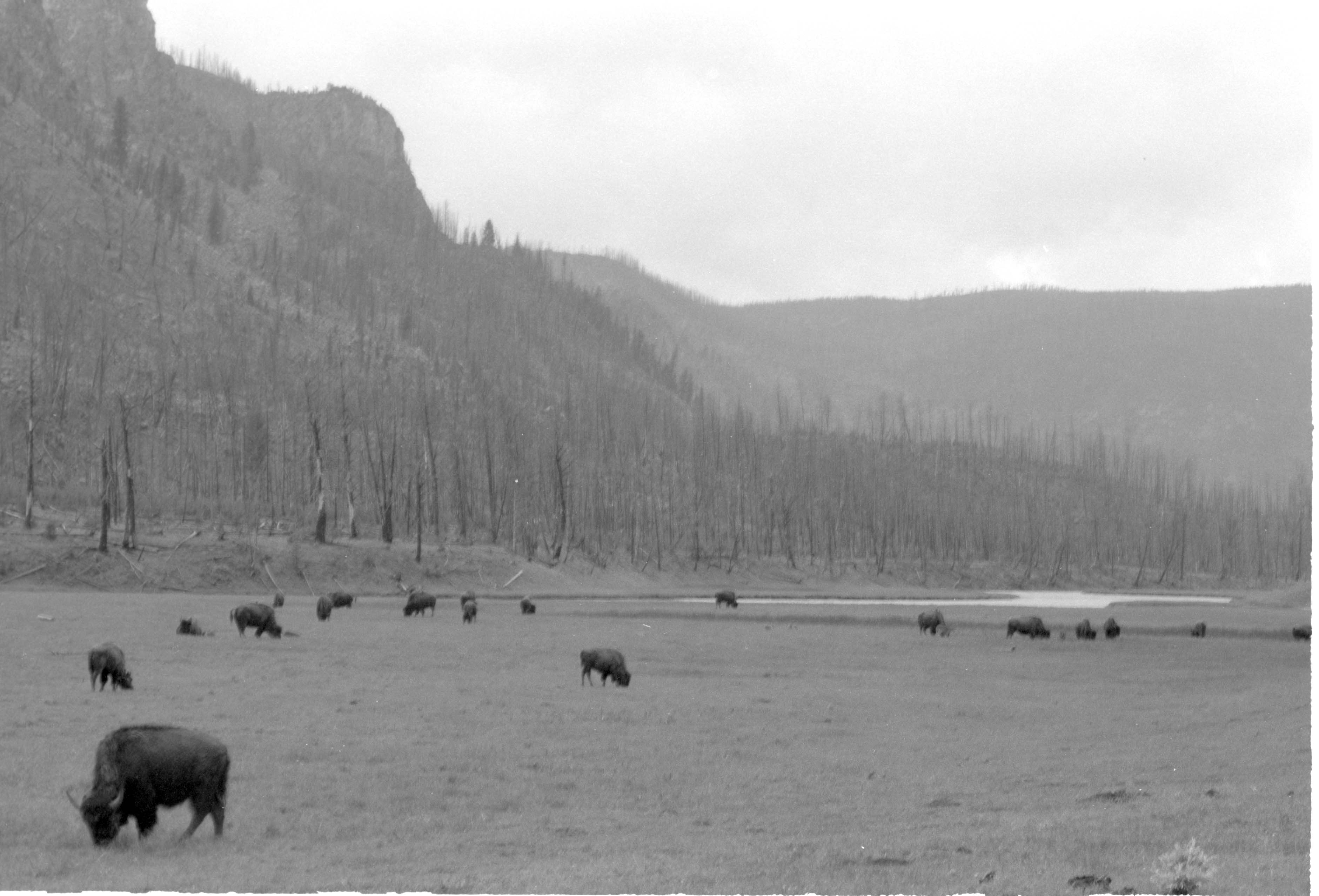 000612 G31 Madison Area Bison