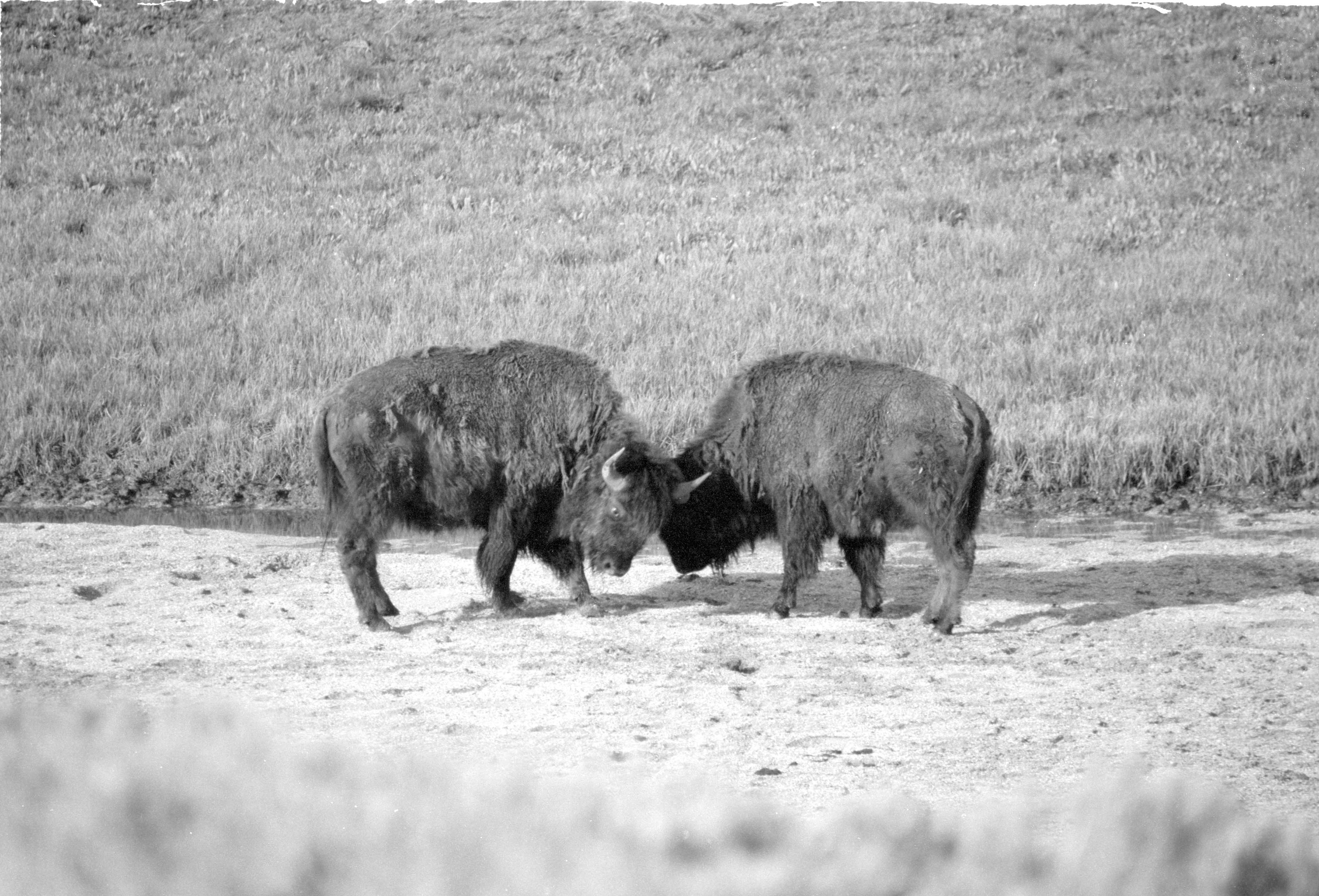 000612 G32 Madison Area Bison