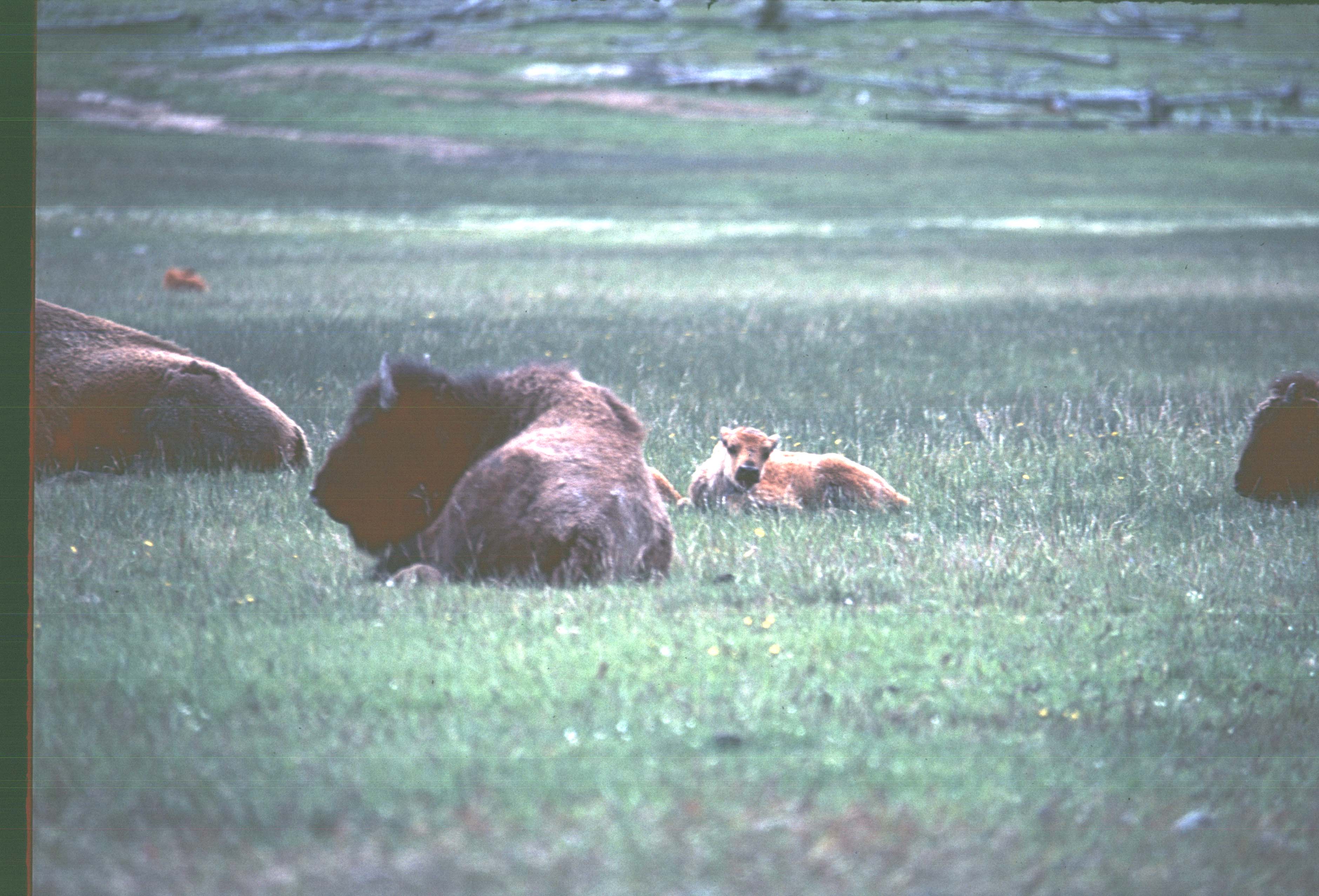 000616 K35 Midway Geyser Basin