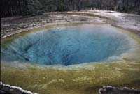 000611 B15 Morning Glory