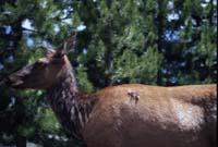 000611 B16 Yellowstone Wildlife