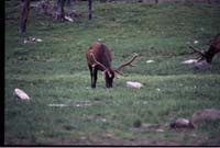 000611 C01 Canyon Area Elk Velvia