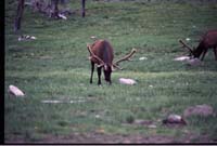 000611 C02 Canyon Area Elk