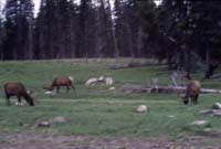 000611 C03 Canyon Area Elk