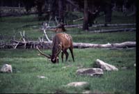 000611 C04 Canyon Area Elk