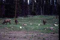 000611 C12 Canyon Area Elk