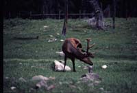 000611 C13 Canyon Area Elk