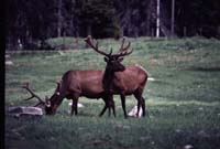 000611 C15 Canyon Area Elk
