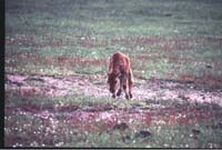 000612 C01 Injured Baby Bison