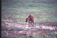000612 C03 Injured Baby Bison