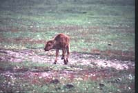 000612 C04 Injured Baby Bison