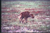 000612 C05 Injured Baby Bison