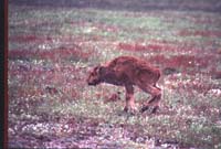 000612 C08 Injured Baby Bison