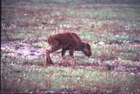 000612 C11 Injured Baby Bison