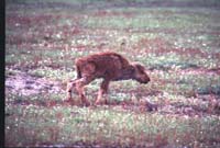 000612 C12 Injured Baby Bison