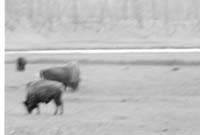 000612 E02 Madison Area Bison