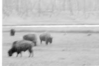 000612 E03 Madison Area Bison