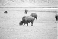 000612 E04 Madison Area Bison