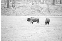 000612 E06 Madison Area Bison