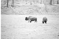 000612 E07 Madison Area Bison