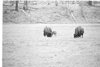 000612 E08 Madison Area Bison