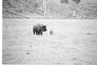 000612 E14 Madison Area Bison