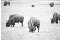 000612 E15 Madison Area Bison