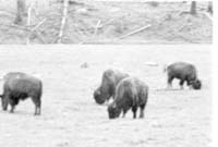 000612 E17 Madison Area Bison