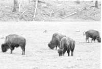 000612 E18 Madison Area Bison