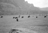 000612 E23 Madison Area Bison