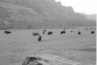 000612 E24 Madison Area Bison