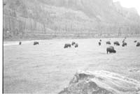 000612 F03 Madison Area Bison