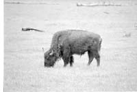 000612 F04 Madison Area Bison