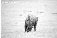 000612 F08 Madison Area Bison