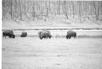 000612 F15 Madison Area Bison